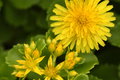 Dandelion and Sedum