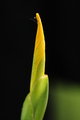 Water Iris