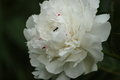 Peony with visitor