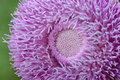 Thistle