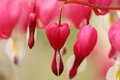 Bleeding Hearts