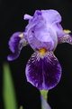 Purple Bearded Iris