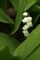 Lily of the Valley