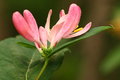Dogwood and visitor