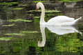 Swan Swimming