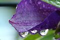 Clematis with water drops