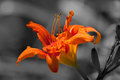 Bringing-Color-Forth