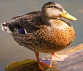 Ms Mallard