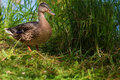 Ms Mallard 2