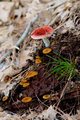 Sunny - With Patches Of Fungi