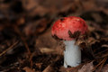 Red Mushroom