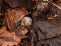 Snails in the Fallen Leaves