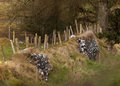 Fence line