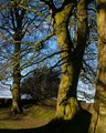 Trees of Tara