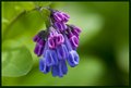 Eastern Bluebell