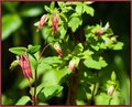 Columbine