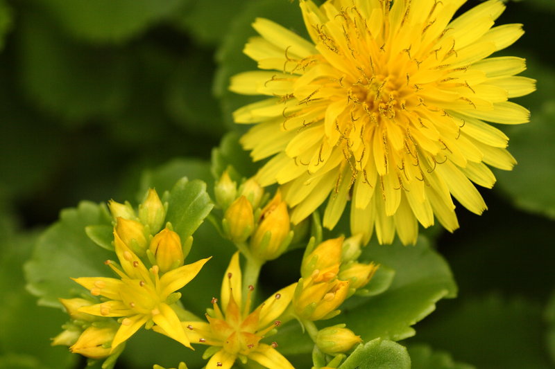 Dandelion and Sedum