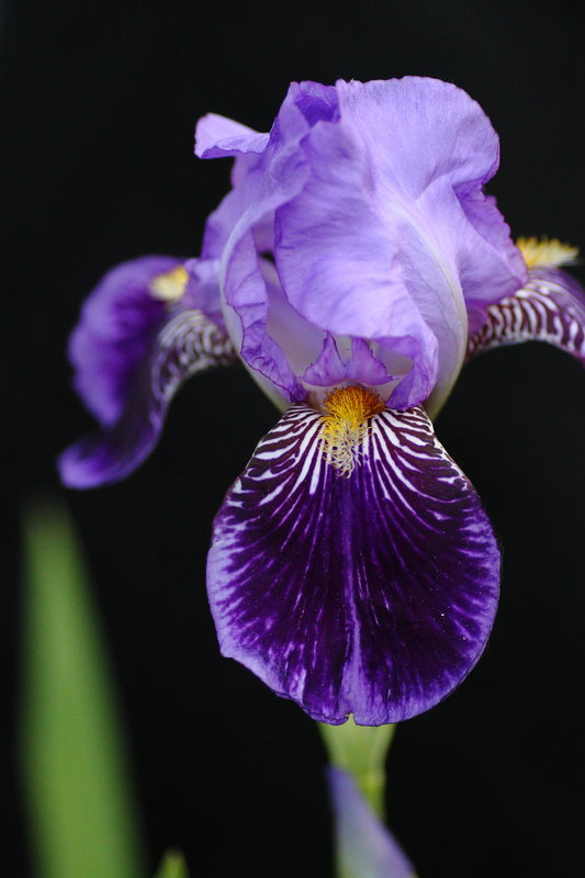 Purple Bearded Iris
