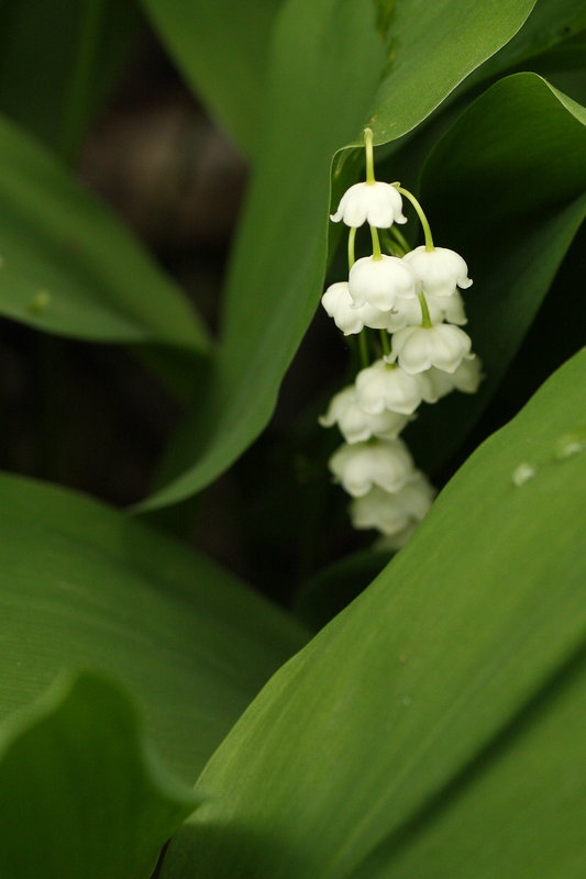 Lily of the Valley
