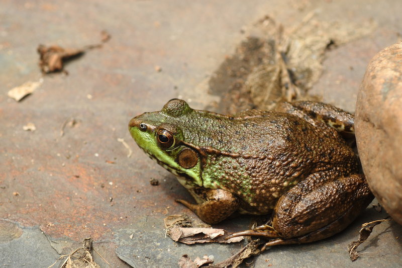 Frog in my pond