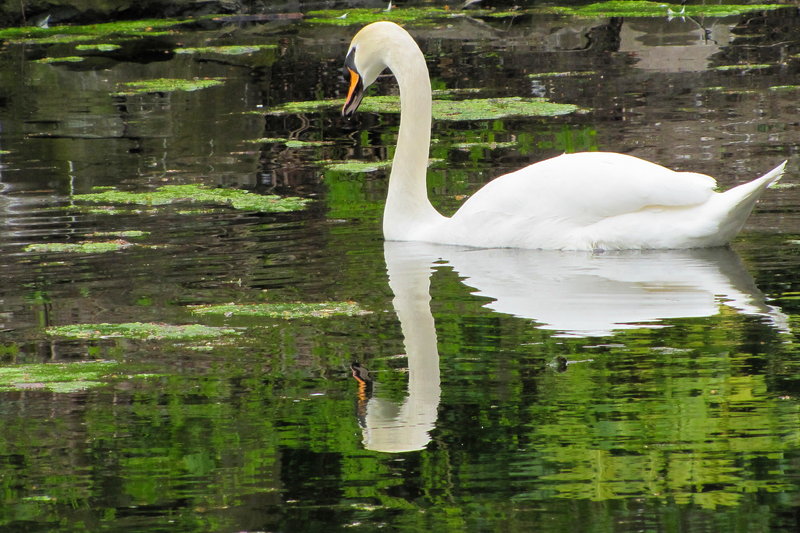 Swan Swimming