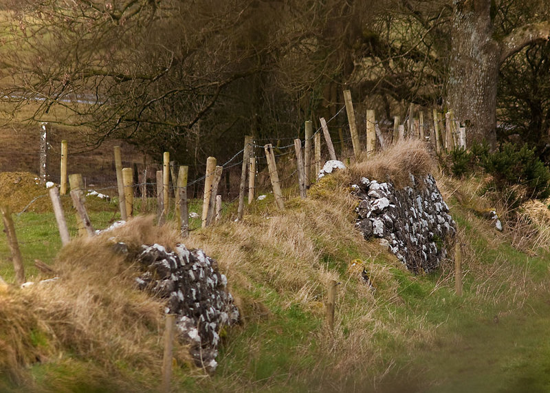 Fence line