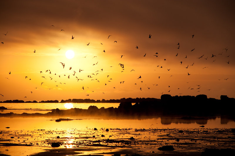 Evening sun