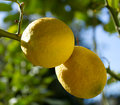 lemons