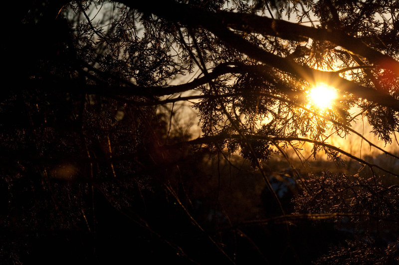 Sun through the pines 