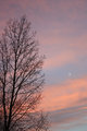 Half Tree Half Sky Moon.