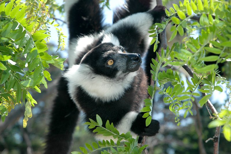 Lemur