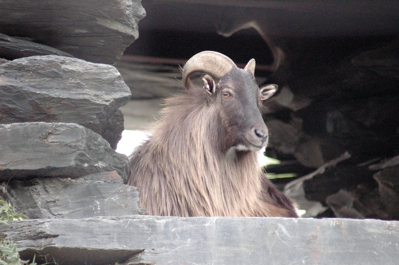 Moutain Goat