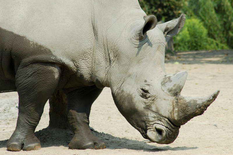 Rhino