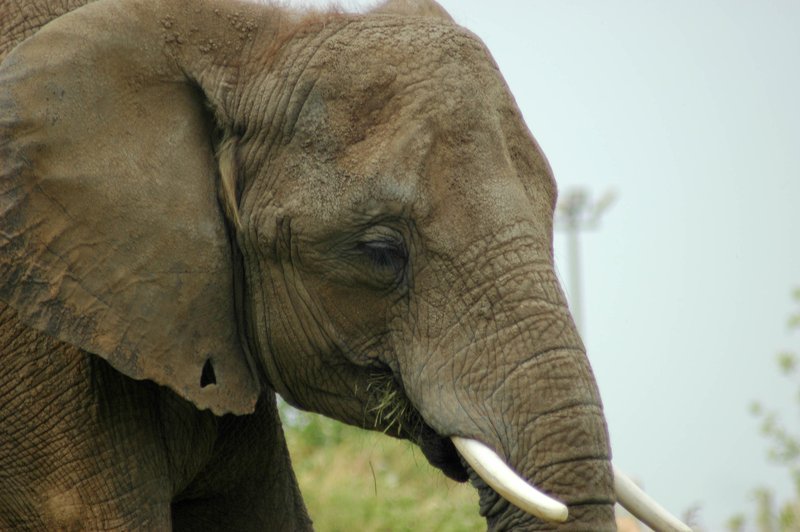 Elephant