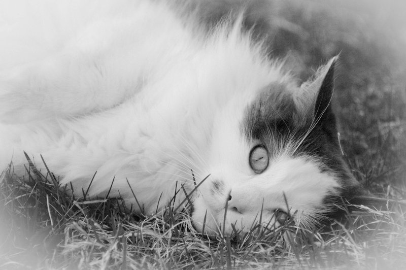 Resting Cat