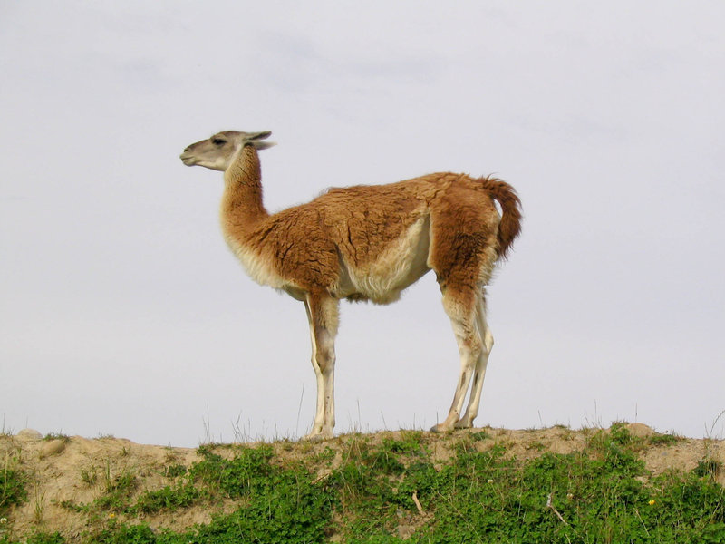 Apalca