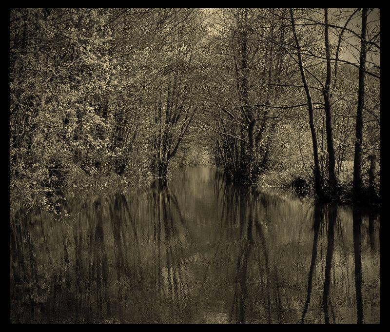reflect tree's