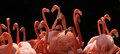 flamingos