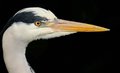 grey heron portrait