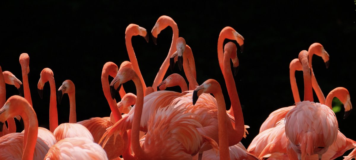 flamingos