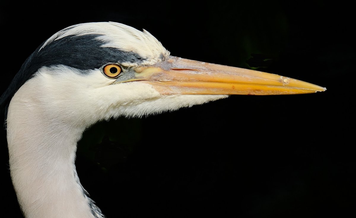 grey heron portrait