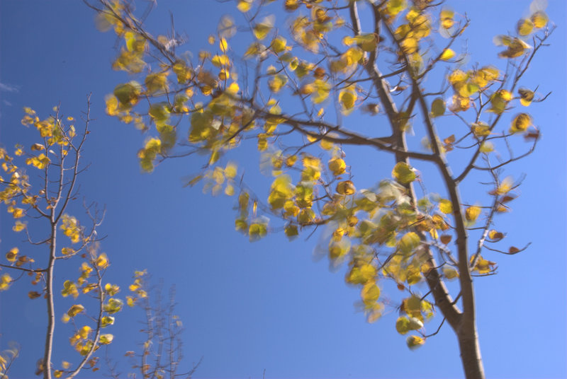 Autumn Breeze