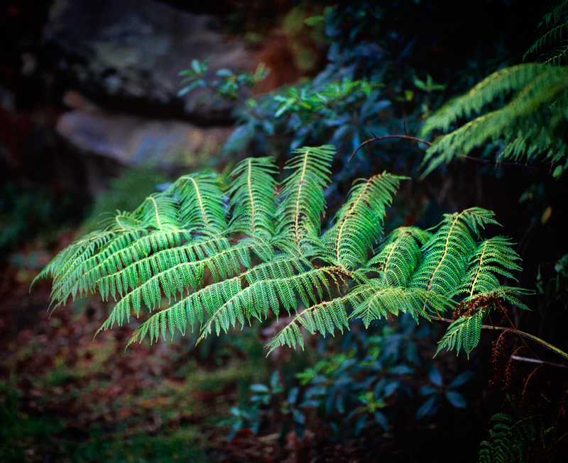 fern