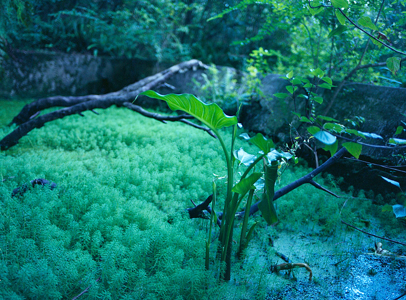 the nuns' pool