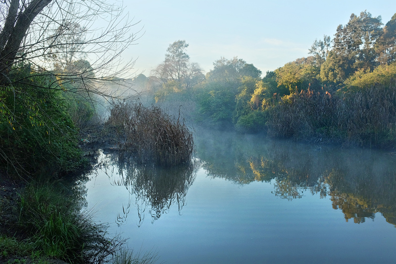 creek at dawn