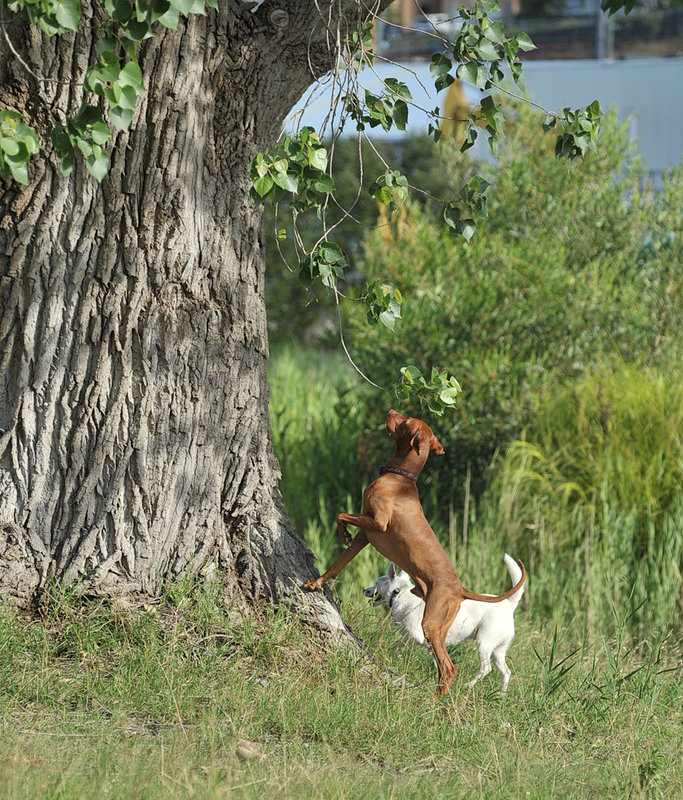 utility gun dog