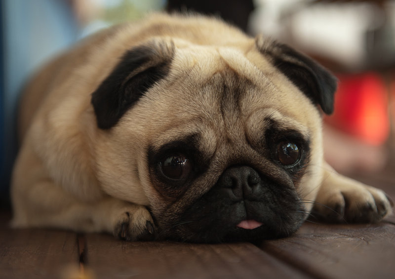 lola laments