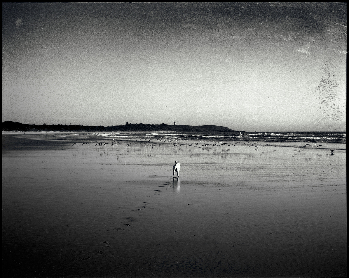 Zarlie and terns