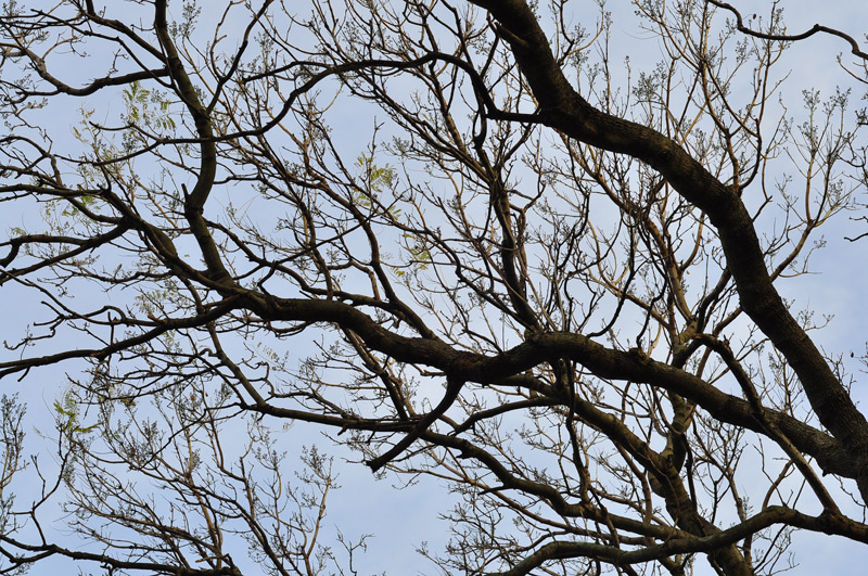 DSC_0388_velvt_trez