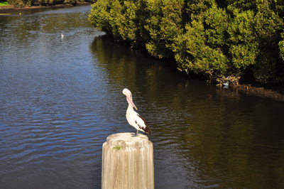 DSC_0121_pelican